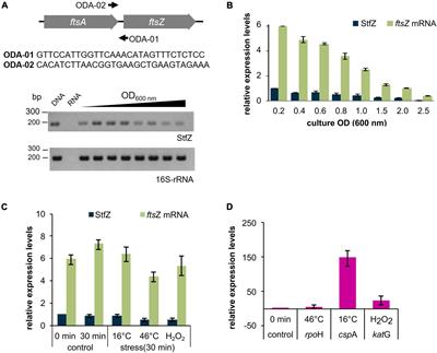 Complete identity and expression of StfZ, the cis-antisense RNA to the mRNA of the cell division gene ftsZ, in Escherichia coli